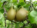 2004-0818Pears